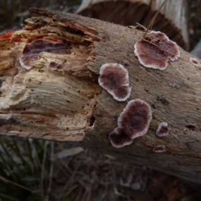 Xylobolus illudens (Purplish Stereum) at Boro, NSW - 23 Jun 2021 by Paul4K