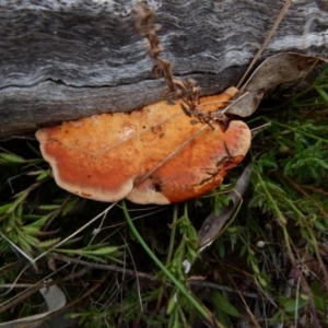 Trametes coccinea at Boro, NSW - suppressed