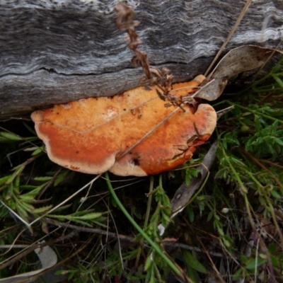 Trametes coccinea (Scarlet Bracket) at Boro - 23 Jun 2021 by Paul4K