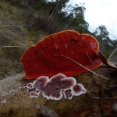 Trametes coccinea at Boro, NSW - 23 Jun 2021