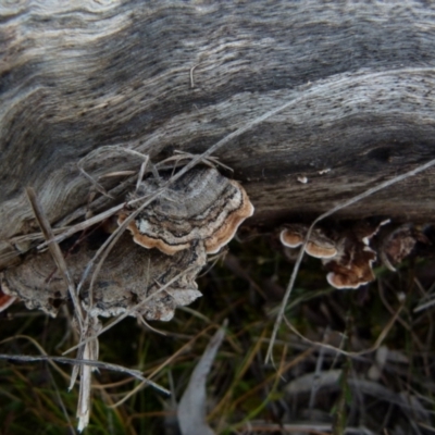 Xylobolus illudens (Purplish Stereum) at Boro - 23 Jun 2021 by Paul4K