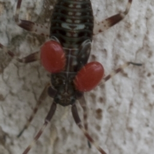 Ixodoidea (superfamily) at Hawker, ACT - 21 Nov 2020