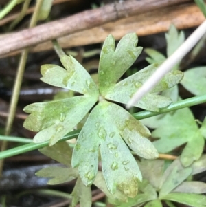 Ranunculus amphitrichus at Burra, NSW - 14 Jun 2021