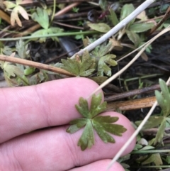 Ranunculus amphitrichus at Burra, NSW - 14 Jun 2021