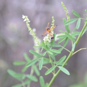 Delta bicinctum at Wamboin, NSW - 29 Jan 2021