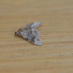 Epyaxa sodaliata at Wamboin, NSW - 30 Jan 2021