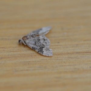 Epyaxa sodaliata at Wamboin, NSW - 30 Jan 2021