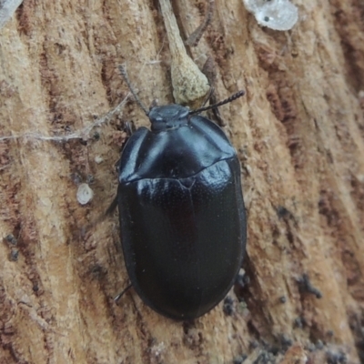 Pterohelaeus striatopunctatus (Darkling beetle) at Conder, ACT - 17 Mar 2021 by MichaelBedingfield