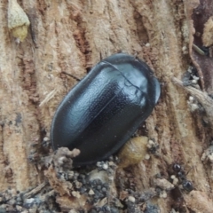 Pterohelaeus striatopunctatus at Conder, ACT - 17 Mar 2021