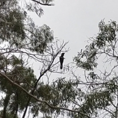 Zanda funerea (Yellow-tailed Black-Cockatoo) at Fyshwick, ACT - 23 Jun 2021 by Kurt