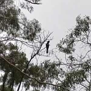 Zanda funerea at Fyshwick, ACT - 23 Jun 2021 05:07 AM