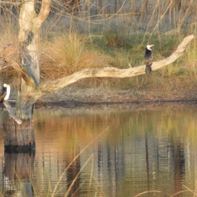 Microcarbo melanoleucos (Little Pied Cormorant) at Murrumbateman, NSW - 21 Jun 2021 by SimoneC