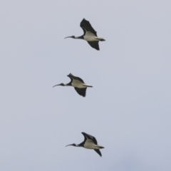 Threskiornis spinicollis (Straw-necked Ibis) at Hawker, ACT - 20 Jun 2021 by AlisonMilton