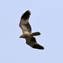 Haliastur sphenurus (Whistling Kite) at Fyshwick Sewerage Treatment Plant - 25 Jun 2021 by RodDeb