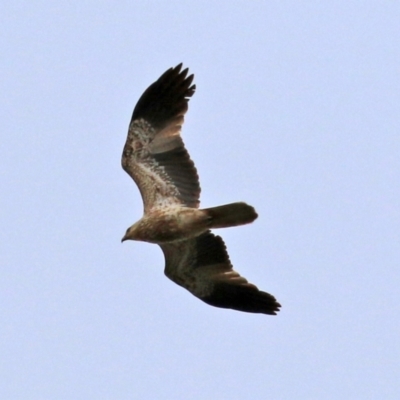 Haliastur sphenurus (Whistling Kite) at Fyshwick, ACT - 25 Jun 2021 by RodDeb