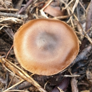 Cortinarius sp. at Holt, ACT - 25 Jun 2021