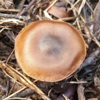 Cortinarius sp. (Cortinarius) at Holt, ACT - 25 Jun 2021 by drakes