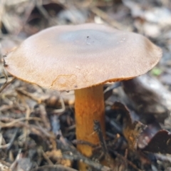 Cortinarius sp. at Holt, ACT - 25 Jun 2021