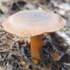 Cortinarius sp. at Holt, ACT - 25 Jun 2021