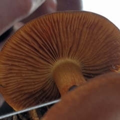 Cortinarius sp. at Holt, ACT - 25 Jun 2021