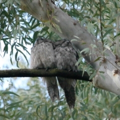 Podargus strigoides at Acton, ACT - 25 Jun 2021