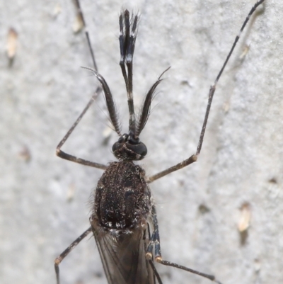 Aedes sp. (genus) (Mosquito) at ANBG - 23 Jun 2021 by TimL