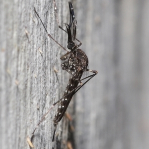 Aedes sp. (genus) at Downer, ACT - 23 Jun 2021 10:42 AM