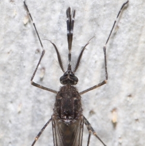 Aedes sp. (genus) at Downer, ACT - 23 Jun 2021 10:42 AM