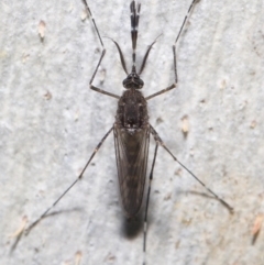 Aedes sp. (genus) at Downer, ACT - 23 Jun 2021 10:42 AM