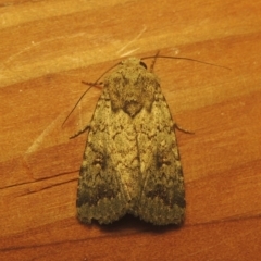 Proteuxoa capularis (Half-moon Noctuid) at Pollinator-friendly garden Conder - 23 Mar 2021 by michaelb