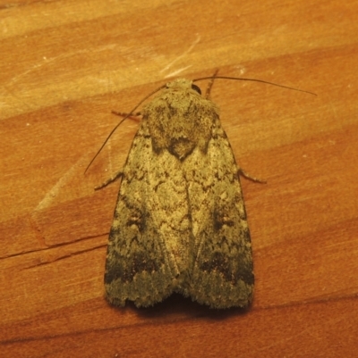 Proteuxoa capularis (Half-moon Noctuid) at Pollinator-friendly garden Conder - 23 Mar 2021 by michaelb