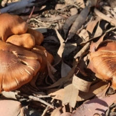 Cortinarius sp. (Cortinarius) at Cook, ACT - 28 Jun 2020 by drakes