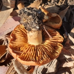 Cortinarius sp. at Cook, ACT - 28 Jun 2020 02:15 PM