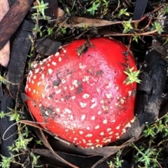 Amanita muscaria (Fly Agaric) at Hughes, ACT - 26 Jun 2021 by ruthkerruish