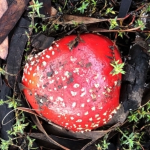 Amanita muscaria at Hughes, ACT - 26 Jun 2021