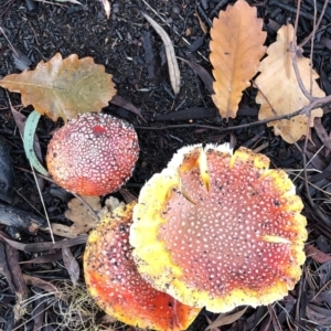 Amanita muscaria at Hughes, ACT - 26 Jun 2021