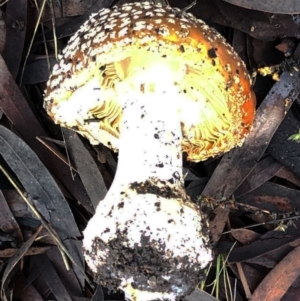 Amanita muscaria at Hughes, ACT - 26 Jun 2021