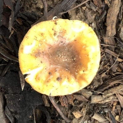 Unidentified Cap on a stem; gills below cap [mushrooms or mushroom-like] at Hughes, ACT - 26 Jun 2021 by ruthkerruish