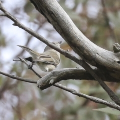 Pachycephala pectoralis at Scullin, ACT - 26 Jun 2021