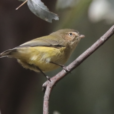 Smicrornis brevirostris (Weebill) at Scullin, ACT - 26 Jun 2021 by AlisonMilton