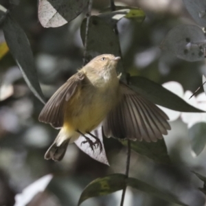 Smicrornis brevirostris at Scullin, ACT - 26 Jun 2021