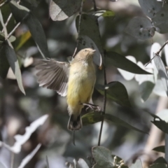 Smicrornis brevirostris at Scullin, ACT - 26 Jun 2021