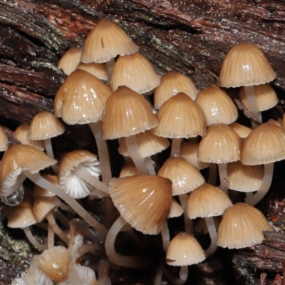 Mycena sp. (Mycena) at Acton, ACT - 24 Jun 2021 by TimL