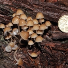 Mycena sp. at Acton, ACT - 24 Jun 2021