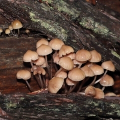 Mycena sp. (Mycena) at Acton, ACT - 24 Jun 2021 by TimL