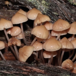 Mycena sp. at Acton, ACT - 24 Jun 2021 12:04 PM