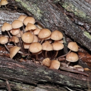 Mycena sp. at Acton, ACT - 24 Jun 2021 12:04 PM