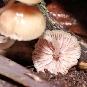 Mycena sp. at Acton, ACT - 24 Jun 2021 12:04 PM