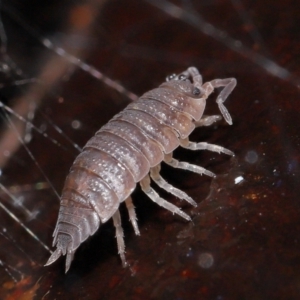 Porcellio scaber at Acton, ACT - 24 Jun 2021