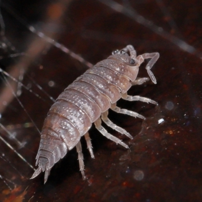Porcellio scaber (Common slater) at ANBG - 24 Jun 2021 by TimL
